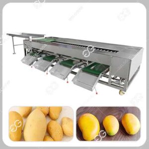 Trieuse Automatique de Fruits à la Mangue