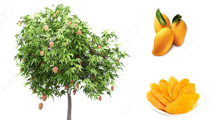 Mangue et Mangue Séchée