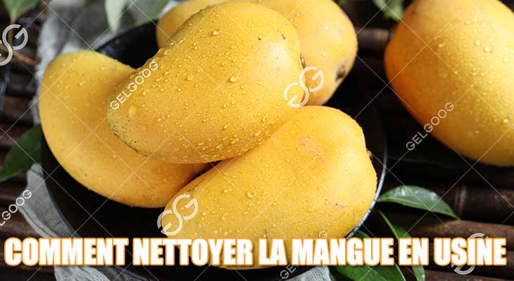 Comment Nettoyer La Mangue En Usine