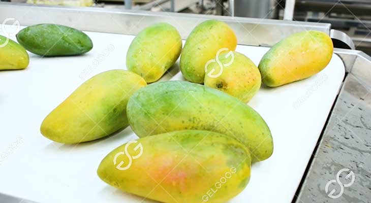 Comment Les Mangues Sont-Elles Triées Et Calibrées