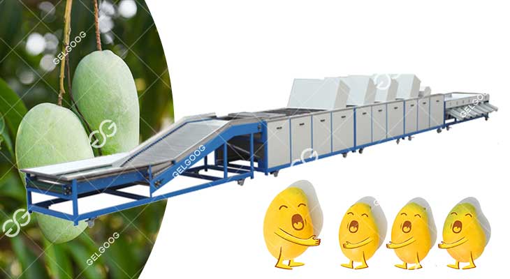 Ligne De Nettoyage Et De Calibrage Des Mangues