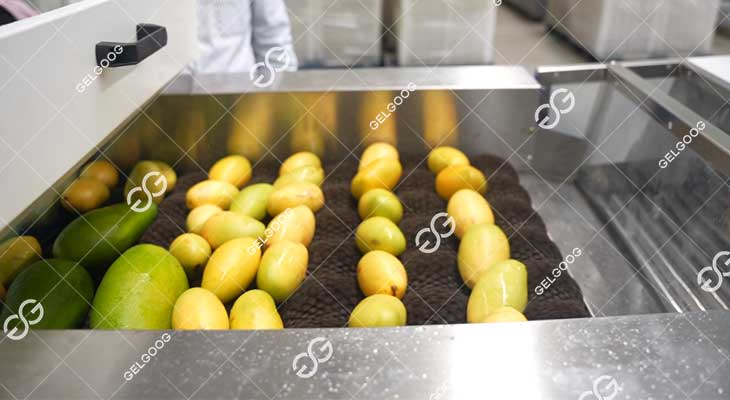 Machines De Nettoyage Et De Calibrage Des Mangues